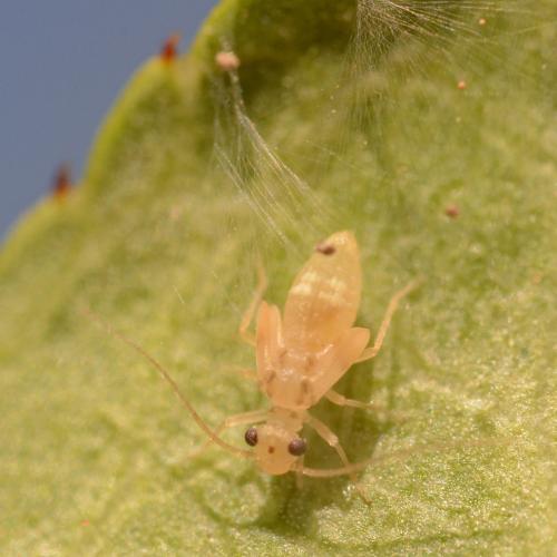 Réf. 303 933 : Valenzuela flavidus